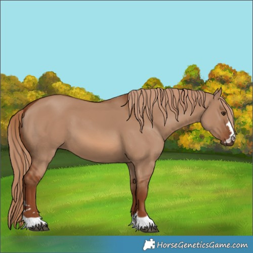 Horse Color:Red Dun 