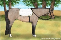 Horse Color:Buckskin Roan 