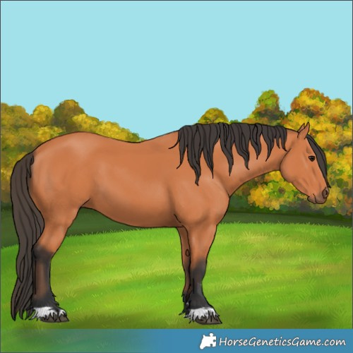 Horse Color:Bay 