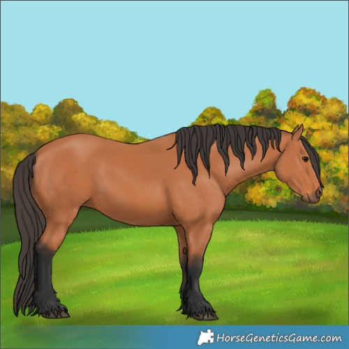 Horse Color:Bay 