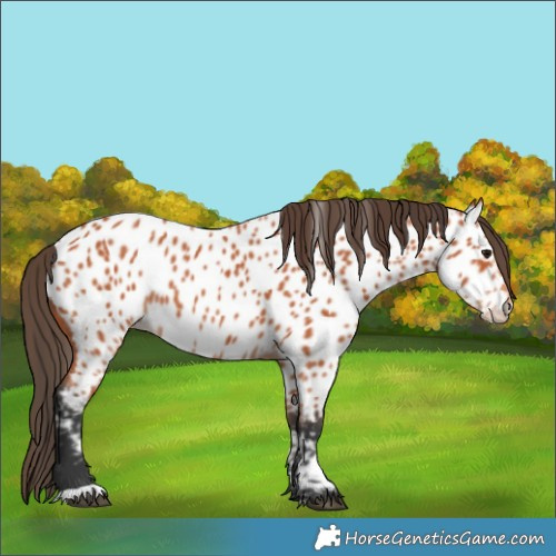 Horse Color:Bay Appaloosa 