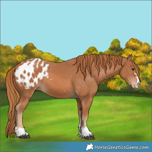 Horse Color:Chestnut Appaloosa 