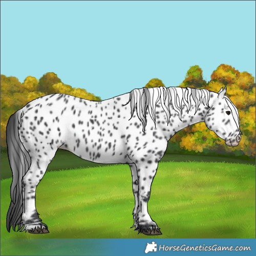 Horse Color:Black Appaloosa 
