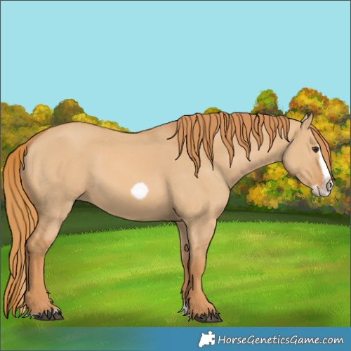 Horse Color:Red Dun Splash Frame 