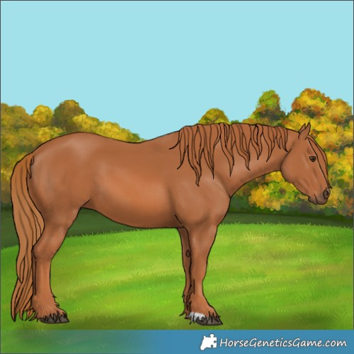 Horse Color:Chestnut 