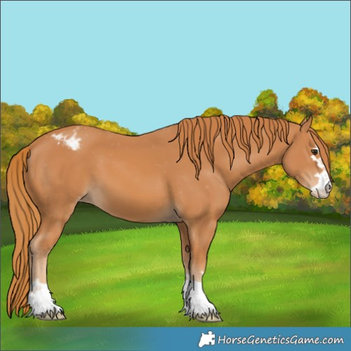 Horse Color:Chestnut Appaloosa 