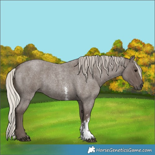 Horse Color:Silver Blue Roan Sabino 