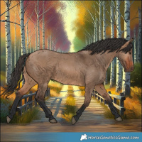 Horse Color:Bay Dun 