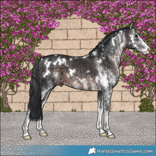 Horse Color:Platinum White Spotted Brown 