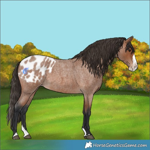 Horse Color:Bay Roan Splash Appaloosa