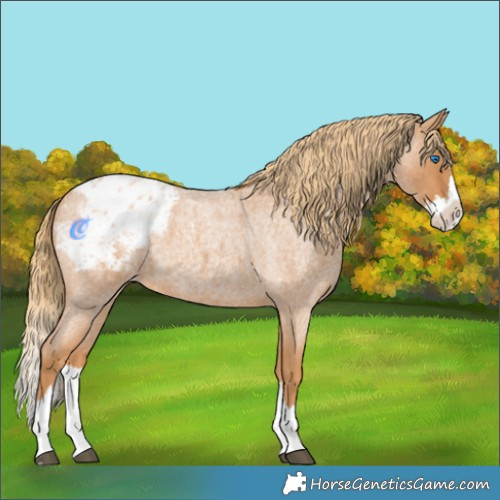 Horse Color:Red Roan Splash Appaloosa 
