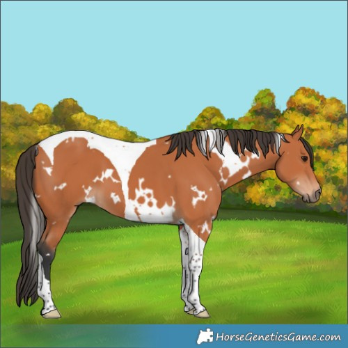Horse Color:White Spotted Bay Tobiano 