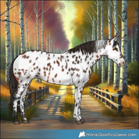 Horse Color:Bay Appaloosa