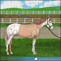 Horse Color:Chestnut Skewed Appaloosa 