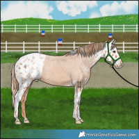 Horse Color:Chestnut Skewed Appaloosa 