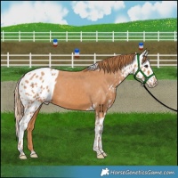 Horse Color:Chestnut Skewed Appaloosa