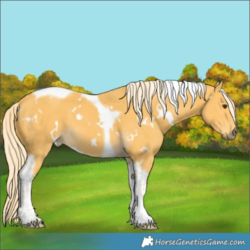 Horse Color:White Spotted Palomino Tobiano 