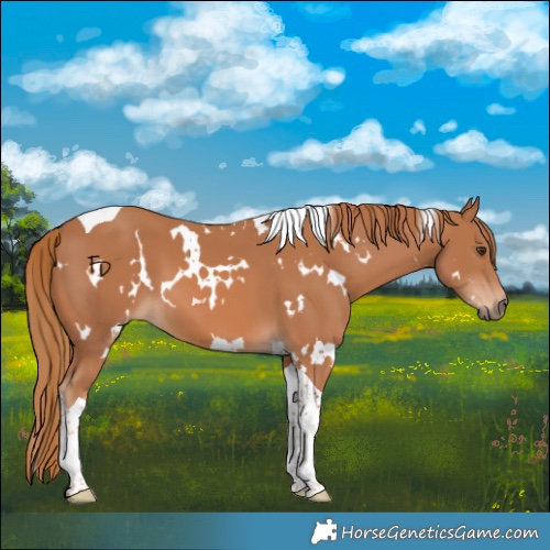 Horse Color:White Spotted Chestnut Tobiano 