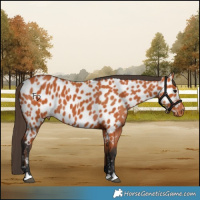 Horse Color:Bay Near Leopard