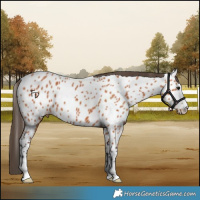 Horse Color:Bay Appaloosa