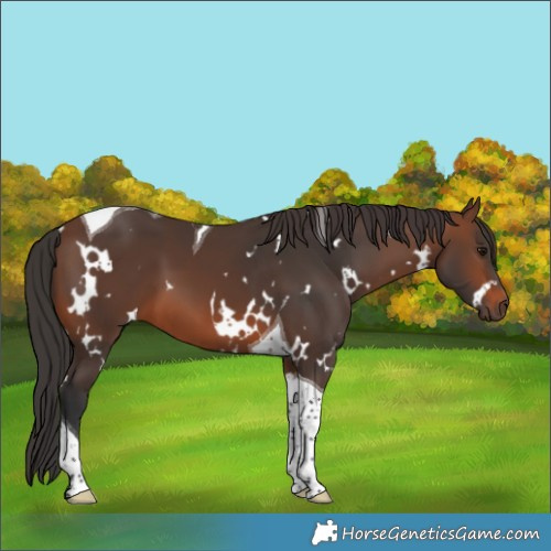 Horse Color:White Spotted Brown Tobiano 