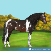 Horse Color:Gray White Spotted Bay Tobiano