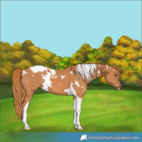Horse Color:White Spotted Chestnut Tobiano