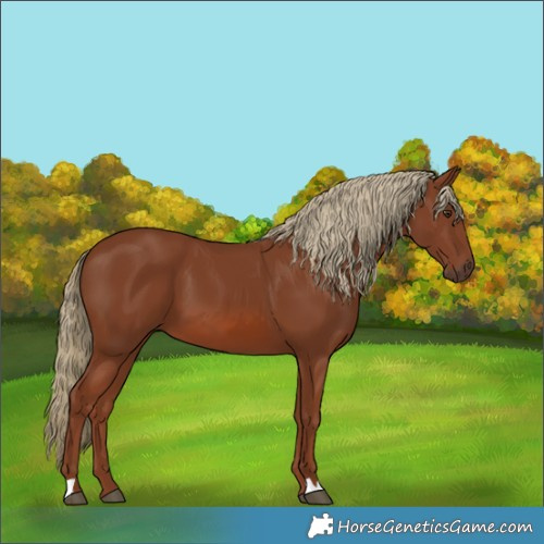 Horse Color:Chestnut 