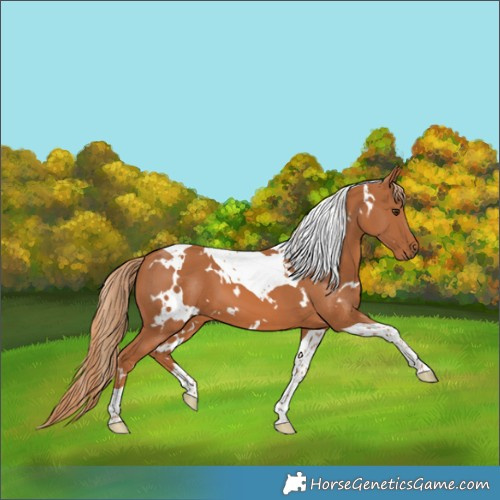 Horse Color:White Spotted Chestnut Tobiano