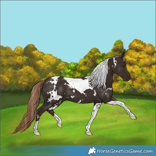 Horse Color:White Spotted Liver Chestnut Tobiano 