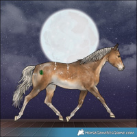 Horse Color:White Spotted Chocolate Palomino Rabicano 