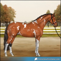 Horse Color:White Spotted Bay Tobiano 