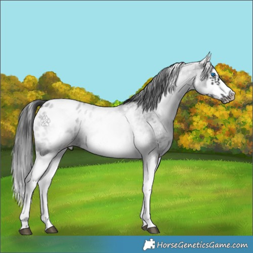 Horse Color:White Spotted Blue Roan Splash Frame Blanket