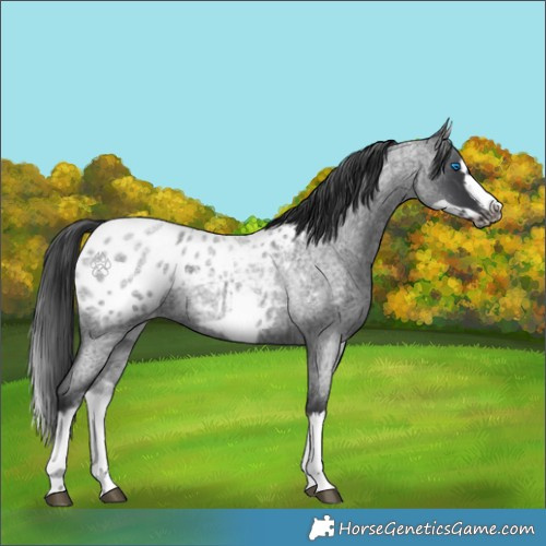 Horse Color:White Spotted Blue Roan Splash Frame Appaloosa 