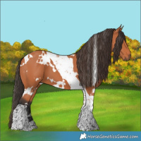 Horse Color:White Spotted Bay Tobiano
