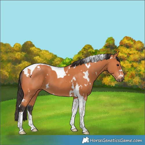 Horse Color:White Spotted Bay Tobiano 