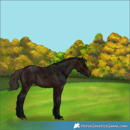 Horse Color:Midnight Bay Ice 
