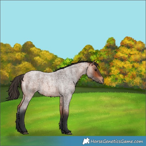Horse Color:Bay Roan 