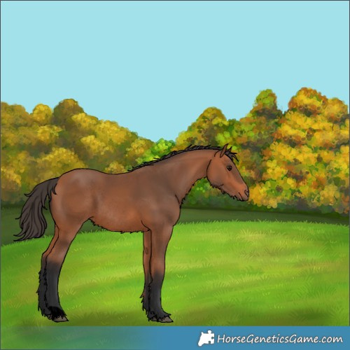 Horse Color:Void Bay Rabicano
