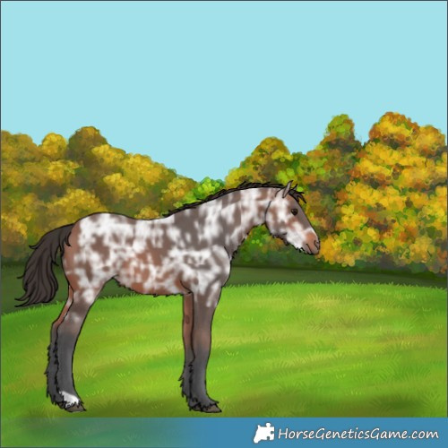 Horse Color:Bay Ice 