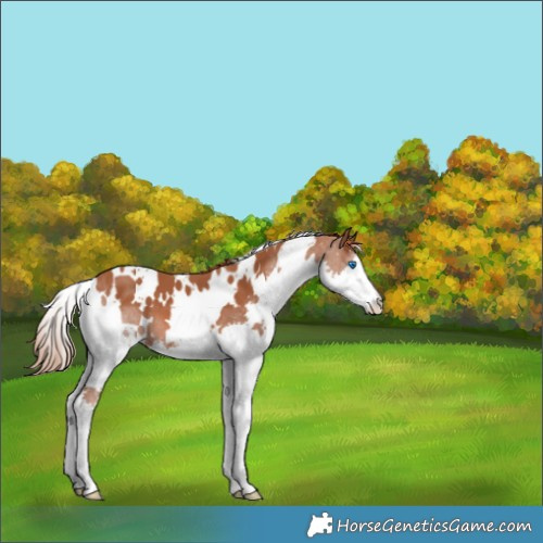 Horse Color:White Spotted Chestnut Splash 