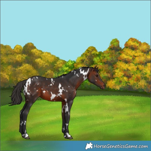 Horse Color:White Spotted Bay 