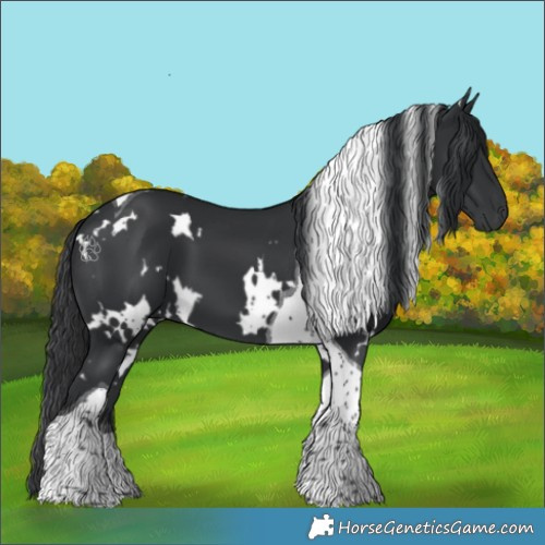 Horse Color:White Spotted Black Tobiano 