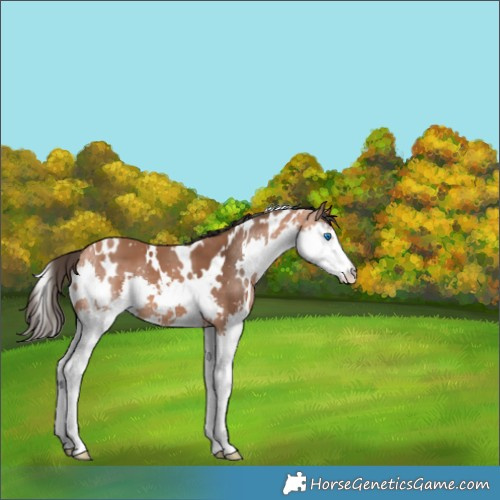 Horse Color:White Spotted Bay Splash 