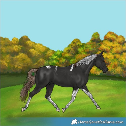 Horse Color:Liver Chestnut Tobiano 