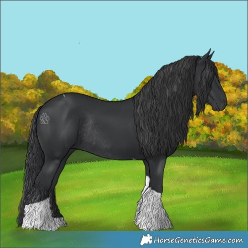 Horse Color:Black Tobiano Rabicano 