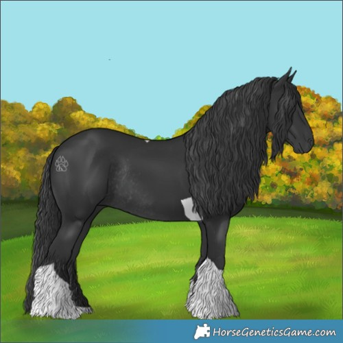 Horse Color:Black Tobiano Rabicano 