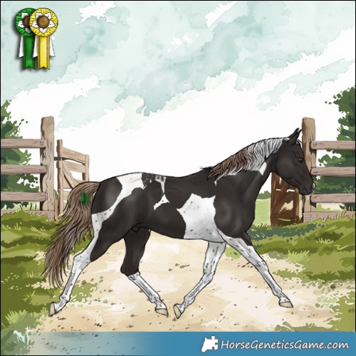 Horse Color:Liver Chestnut Tobiano 