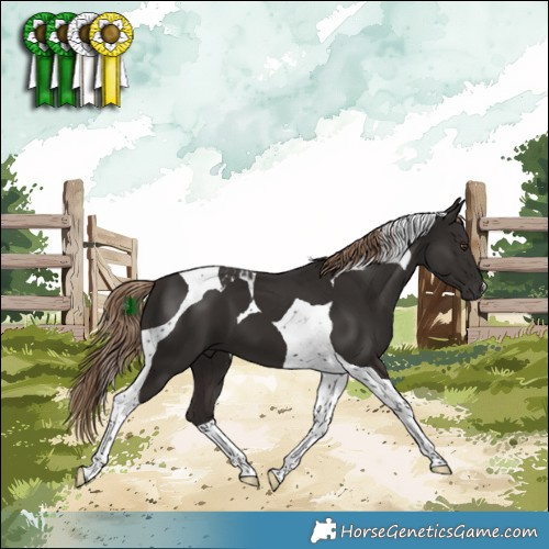 Horse Color:Liver Chestnut Tobiano 