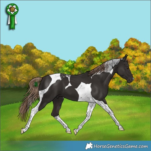 Horse Color:Liver Chestnut Tobiano 